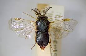 Attēlu rezultāti vaicājumam “Gilpinia”