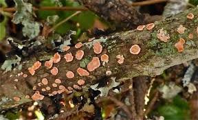 Attēlu rezultāti vaicājumam “Aleurodiscus amorphus”