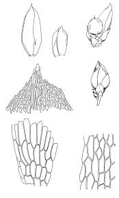 Attēlu rezultāti vaicājumam “Acaulon muticum”