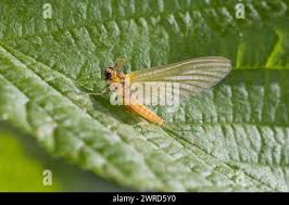 Attēlu rezultāti vaicājumam “Heptagenia sulphurea”