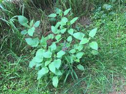 Attēlu rezultāti vaicājumam “Stachys sylvatica bud”