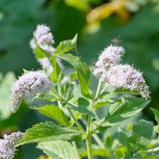 Attēlu rezultāti vaicājumam “Mentha longifolia”