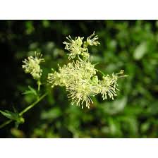 Attēlu rezultāti vaicājumam “Thalictrum flavum fruit”