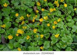 Attēlu rezultāti vaicājumam “Callitriche verna flower”