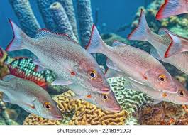 Image result for Lutjanus mahogoni