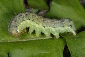 Attēlu rezultāti vaicājumam “Mamestra brassicae pupa”