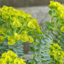 Image result for Wolfsmilch