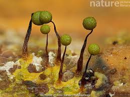 Attēlu rezultāti vaicājumam “Cribraria piriformis spores”