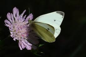Attēlu rezultāti vaicājumam “Pieris rapae male”