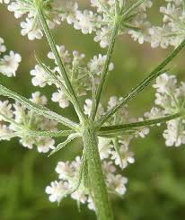 Attēlu rezultāti vaicājumam “Torilis japonica leaf”