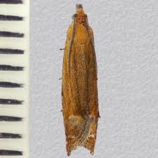 Attēlu rezultāti vaicājumam “Lathronympha strigana”