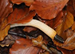 Attēlu rezultāti vaicājumam “Mutinus caninus”