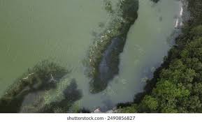 Attēlu rezultāti vaicājumam “Cyanophyta”