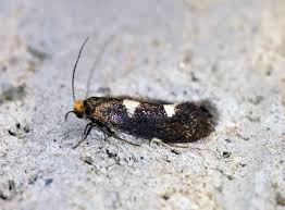 Attēlu rezultāti vaicājumam “Incurvaria oehlmanniella”