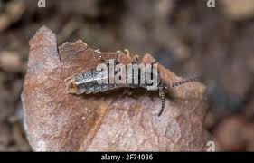 Attēlu rezultāti vaicājumam “Phosphaenus hemipterus male”