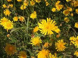 Attēlu rezultāti vaicājumam “Hieracium vulgatum leaf”