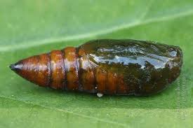 Attēlu rezultāti vaicājumam “Anarta myrtilli”