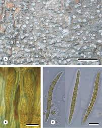 Attēlu rezultāti vaicājumam “Phlyctis agelaea”