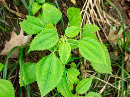 Attēlu rezultāti vaicājumam “Urticaceae”