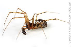 Attēlu rezultāti vaicājumam “Neriene montana”