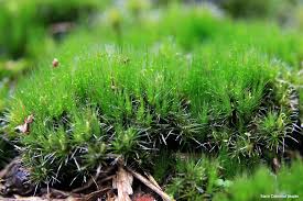 Attēlu rezultāti vaicājumam “Campylopus introflexus”