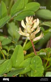 Attēlu rezultāti vaicājumam “Astragalus glycyphyllos”