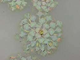 Attēlu rezultāti vaicājumam “Trapaceae”