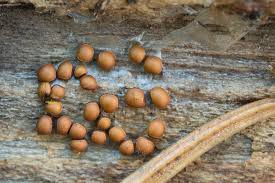 Attēlu rezultāti vaicājumam “Perichaena corticalis macro”