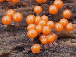 Attēlu rezultāti vaicājumam “Diachea leucopodia young”