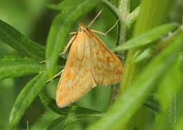 Attēlu rezultāti vaicājumam “Sitochroa verticalis”