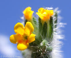 Attēlu rezultāti vaicājumam “Lycogala persicum sessile”