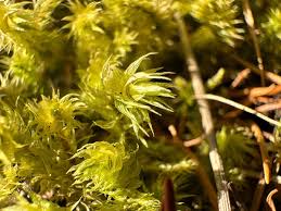 Attēlu rezultāti vaicājumam “Rhytidiadelphus subpinnatus”