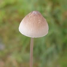 Attēlu rezultāti vaicājumam “Mycena filopes”