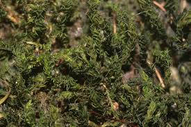 Attēlu rezultāti vaicājumam “Didymodon rigidulus”