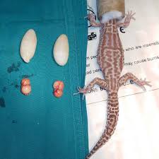 Image result for gravidity leopard gecko