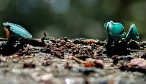 Attēlu rezultāti vaicājumam “Chlorociboria aeruginascens”