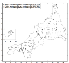 Attēlu rezultāti vaicājumam “Pohlia wahlenbergii var. calcarea”