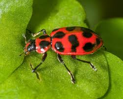 Attēlu rezultāti vaicājumam “Coccinellidae”