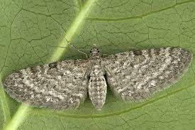 Attēlu rezultāti vaicājumam “Eupithecia satyrata”