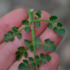Attēlu rezultāti vaicājumam “Oenanthe aquatica leaf”