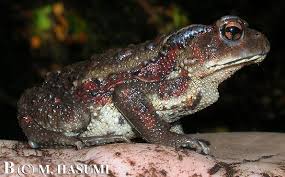 Attēlu rezultāti vaicājumam “Bufo bufo juvenile”