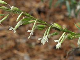 Attēlu rezultāti vaicājumam “Silene tatarica leaf”