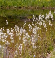 Attēlu rezultāti vaicājumam “Eriophorum latifolium flower”