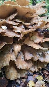 Attēlu rezultāti vaicājumam “Grifola frondosa”