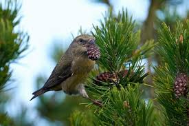 Attēlu rezultāti vaicājumam “Loxia pytyopsittacus”