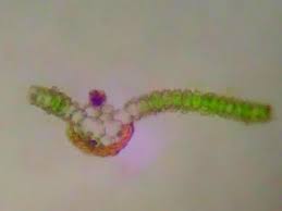 Attēlu rezultāti vaicājumam “Syntrichia virescens”