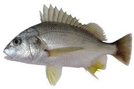 Image result for Pomadasys incisus