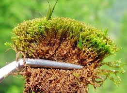 Attēlu rezultāti vaicājumam “Odontoschisma sphagni”