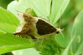 Attēlu rezultāti vaicājumam “Ancylis badiana”