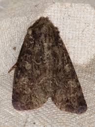 Attēlu rezultāti vaicājumam “Badhamiopsis scripta macro”